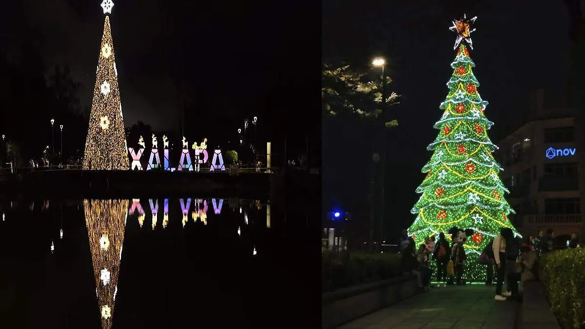 Pinos monumentales en Xalapa